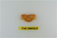 藏品(日本岩瓷蟹)的圖片